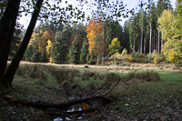Lichtung